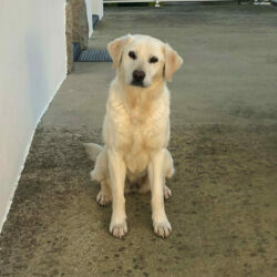 Portfolio de Mylène Dahirel